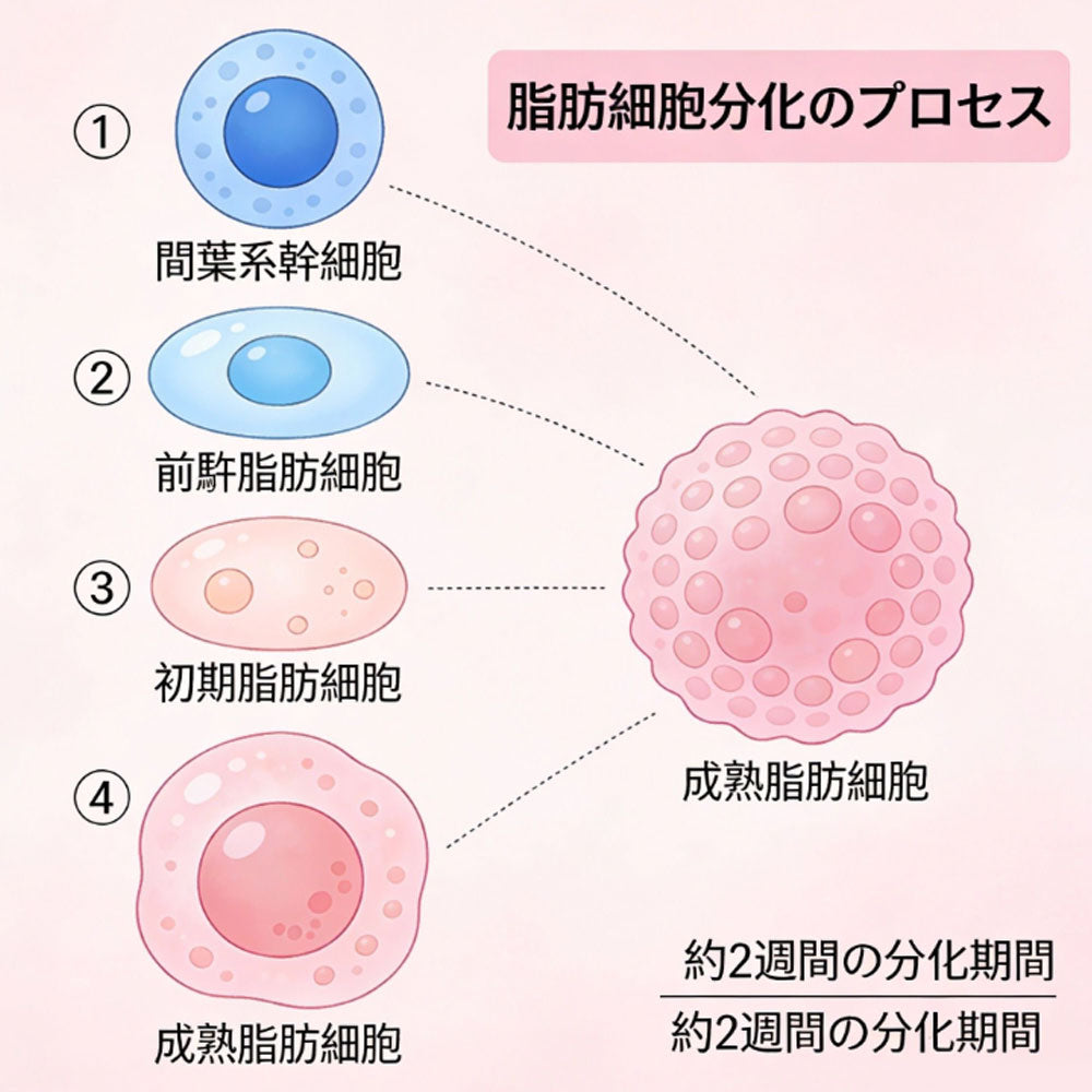 隐私保密且自然的脂肪填充
